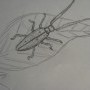small_best_sketch_61jc1011beetle.jpg