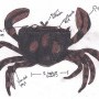 small_best_sketch_narimanaliascrab_sm.jpg