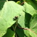 Japanese beetle