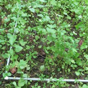 Do invasive species affect biodiversity?