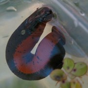 Is your local ecosystem healthy?