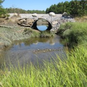 Are phragmites and other invasive plants increasing Thomas Cove salt marsh?
