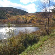 What invasive species are in and around Acadia National Park?