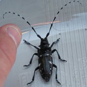 Is the Asian longhorned beetle in your town?