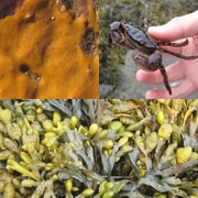 Is climate change impacting Maine's intertidal communities?