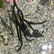 Is codium moving up the Maine coast?