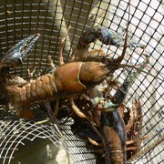 Where are Maine's native and invasive crayfish?