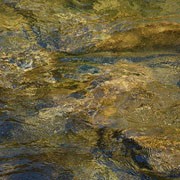 Is rock snot in Maine?