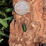 Are there signs of the emerald ash borer in your town?