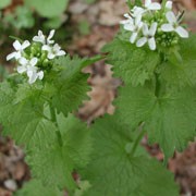 What is it about garlic mustard that makes it such a successful invader?