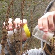 Mission: Massabesic Middle School's Hungry Hungry Beetles