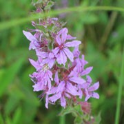 How is purple loosestrife affecting biodiversity?