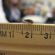 Is purple loosestrife spreading on the Massabesic Middle School campus? Are Gale