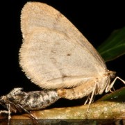 winter moth, Operophtera brumata, photo by Gyorgy Csoka, forestryimages.org